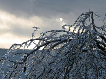 icetree